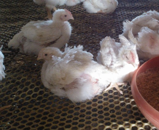 �A(y��)���ί��ټ�θ�׵���Чˎ---�����c��